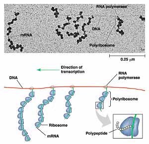 prokaryote protein synthesis